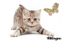 GIF chat mignon, les meilleurs GIFs animés télécharger gratuitement 