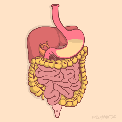 Digestion GIFs Get the best gif on GIFER
