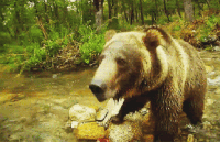 Медведь гифки, анимированные GIF изображения медведь - скачать гиф картинки  на GIFER