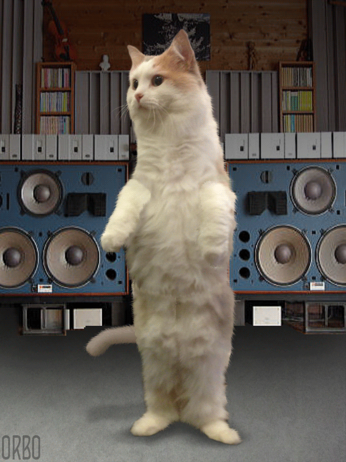 Том живое видео. Кошка танцует. Кот двигается. Двигающиеся котики. Кошки гифки.