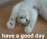 42d4f8492f858876439e2a1fa177e710_w200.gif