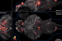 Zebrafish GIFs - Get the best gif on GIFER