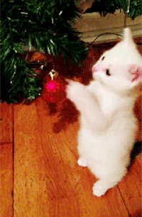  , , ,  gif , , , , christmas cat,  , ,       