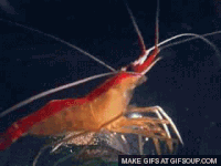 Shrimp GIFs - Get the best gif on GIFER
