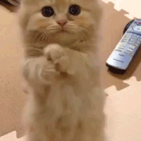 4599c88e31835e53ad755090780c0df0_w200.gif