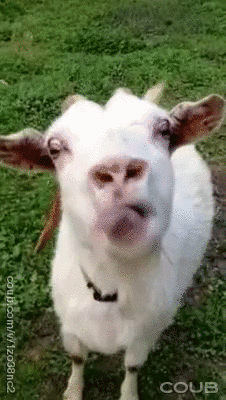 Ziege GIFs Get The Best Gif On GIFER