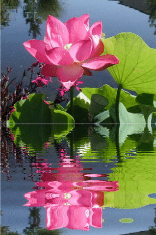Lotus GIFs - Get the best gif on GIFER