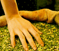 2001amelie Movies GIF - 2001amelie Movies Audrey tautou GIFs