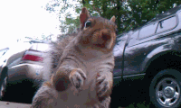 Squirrels GIFs - Get the best gif on GIFER