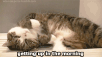 Get Out Of Bed Gifs Get The Best Gif On Gifer Get Out Of Bed Gifs Get The Best Gif On Gifer