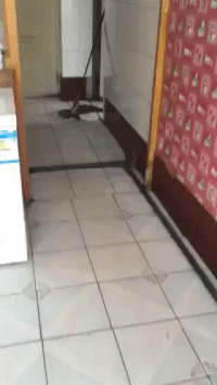 Cat And Mouse Game Gifs Get The Best Gif On Gifer