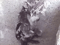 4a2ccafd40ac938c536d1ef29ac28b0b_w200.gif