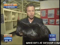 cock-gifs-get-the-best-gif-on-gifer