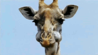 Giraffe Chewing GIF - Giraffe Chewing GIFs