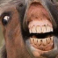 GIF hung like a horse, lmao, xd, melhores GIFs animados cavalo, gracioso, engraçado, baixe grátis 
