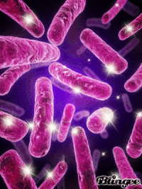 Bacteria GIFs Get The Best Gif On GIFER
