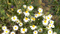 GIFs Camomile Flower Grass GIF
