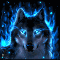 wolf playing gif