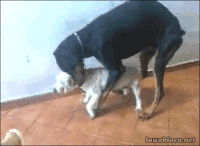 Dog sex GIFs - Hole dir die besten GIFs auf GIFER