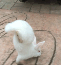 Rabbit GIFs - Get the best gif on GIFER