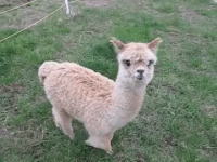 cute alpaca gifs