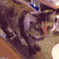 Big Mouth Cat GIF - BigMouthCat - Discover & Share GIFs