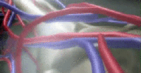 Circulatory system GIF - Conseguir o melhor gif em GIFER