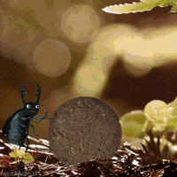 Insects GIFs - Get the best gif on GIFER