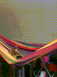 Hammock GIFs - Get the best gif on GIFER