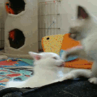 Cat fighting cats GIF on GIFER - by Nikojora