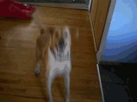 Excited dog GIFs - Get the best gif on GIFER