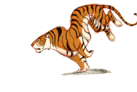 GIF tiger, transparent, run, best animated GIFs art, digital, free download 