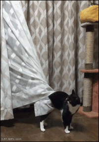 Innocent Gifs Obtenez Le Meilleur Gif Sur Gifer