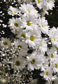 Гифки Цветы Флора GIF