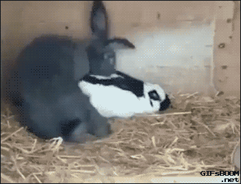 Уши GIFs - Get the best gif on GIFER