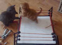 Cat fighting cats GIF on GIFER - by Nikojora