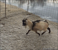 funny goat gif