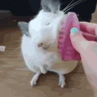 Pet rat GIFs - Get the best gif on GIFER