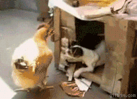 Hen GIFs - Get the best gif on GIFER
