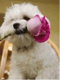 Гифки Цветы Собака Животные GIF