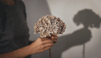 Shadow GIFs - Get the best gif on GIFER