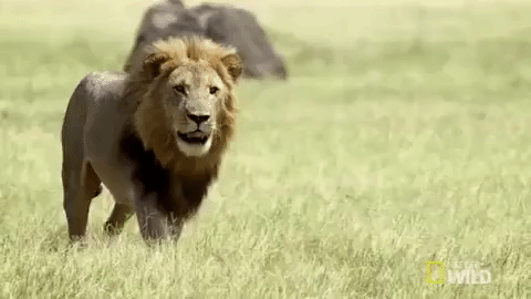 Lion GIFs - Get the best gif on GIFER