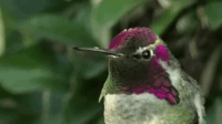 Structural Color Gif Structural GIFs - Get the best gif on GIFER