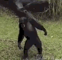 Welcome To The Jungle Stinky Monkey GIF - Welcome To The Jungle Stinky  Monkey Le Monkey - Discover & Share GIFs 