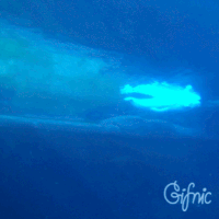 Belugas GIFs - Get the best gif on GIFER