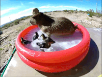 Capybara Minecraft GIF - Capybara Minecraft Qsmp - Discover & Share GIFs