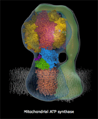 Protein Structure Gif