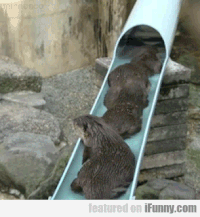 otters gif