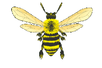 Пчела гифки, анимированные GIF изображения пчела - скачать гиф картинки на  GIFER