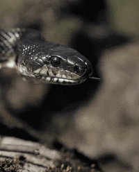 Incrível: GIF mostra que não é impossível terminar Snake e ainda mostra  como - TecMundo